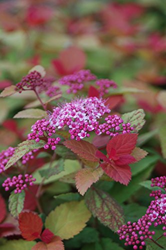 Close‑up of Double Play® Big Bang™ Spirea