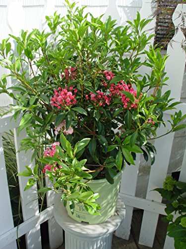 Close‑up of Sprinter® Boxwood glossy leaves texture
