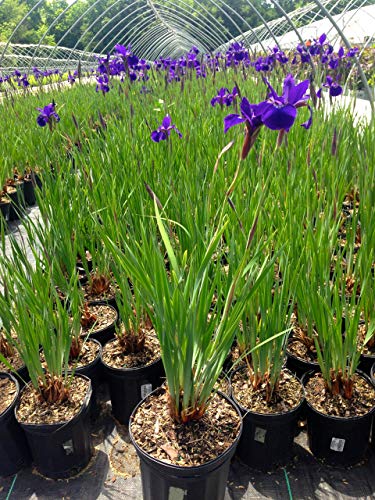 Cluster of dark purple iris flowers on tall slender stems