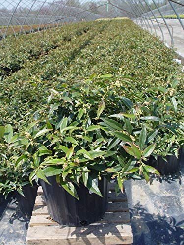 Coast Leucothoe plant showing branching and leaf colors
