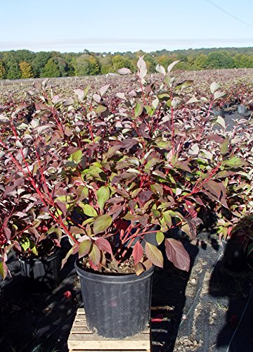 Cornus sericea Baileyi