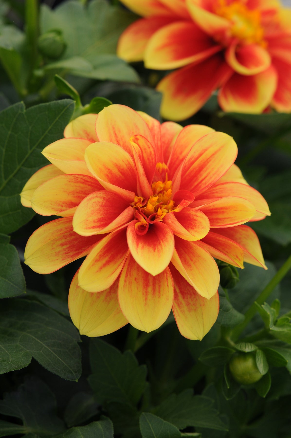 Dalaya® Fireball Dahlia with yellow and red blooms