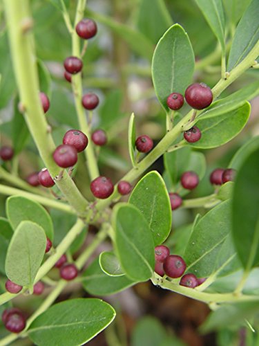 Densa Inkberry growing fruits