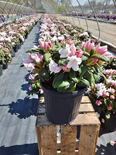 Dense green foliage of Yaku Princess Rhododendron in nursery