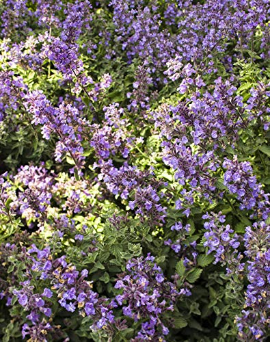 Dense mounded catmint with lavender-blue flower spikes
