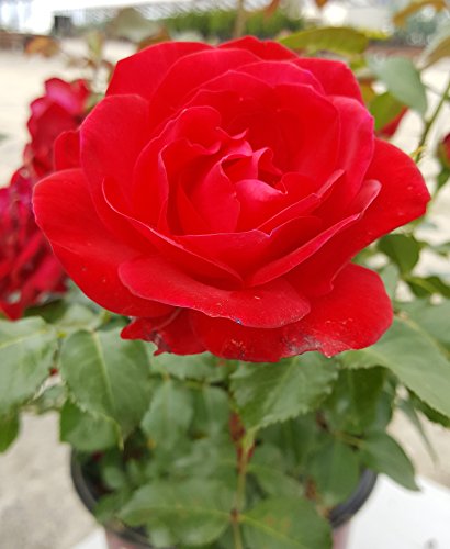 Detailed shot of red rose blossoms on the Super Hero shrub