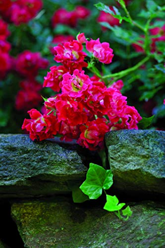 Detailed view of bright red rose blossoms on Red Drift® groundcover rose bush