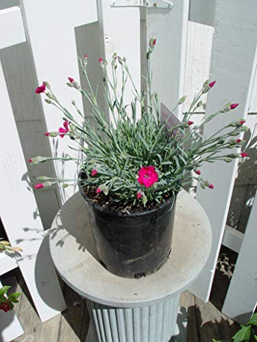 Dianthus Neon Star