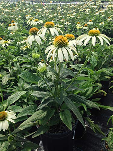 Echinacea White Swan