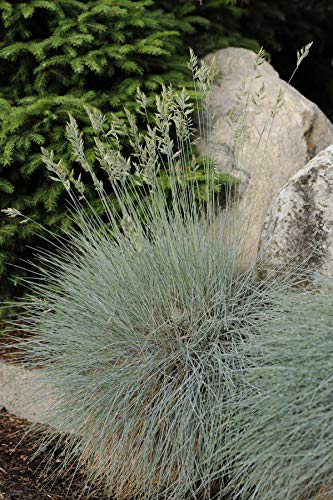 Festuca cinerca Elijah Blue