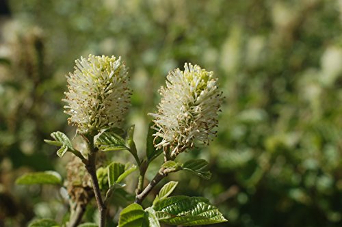Fothergilla major Mt. Airy
