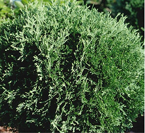 Front view of small evergreen shrub showing texture and shape