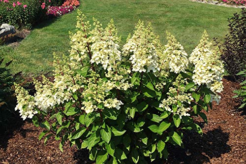 Full view of Candelabra hydrangea plant in garden pot