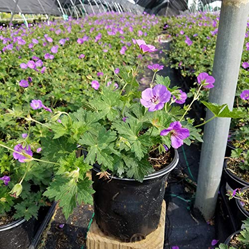 Geranium Rozanne