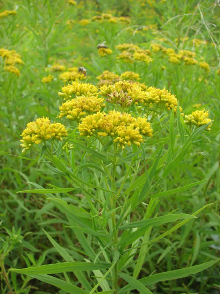 Grass-leaved Goldenrod yellow flower