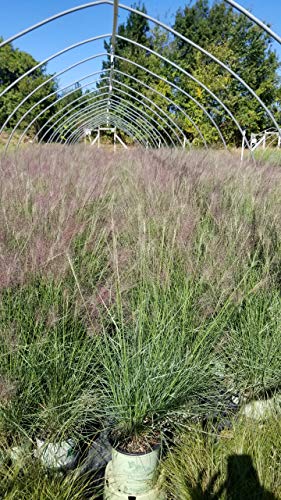 Hair-awn Muhly in the nursery