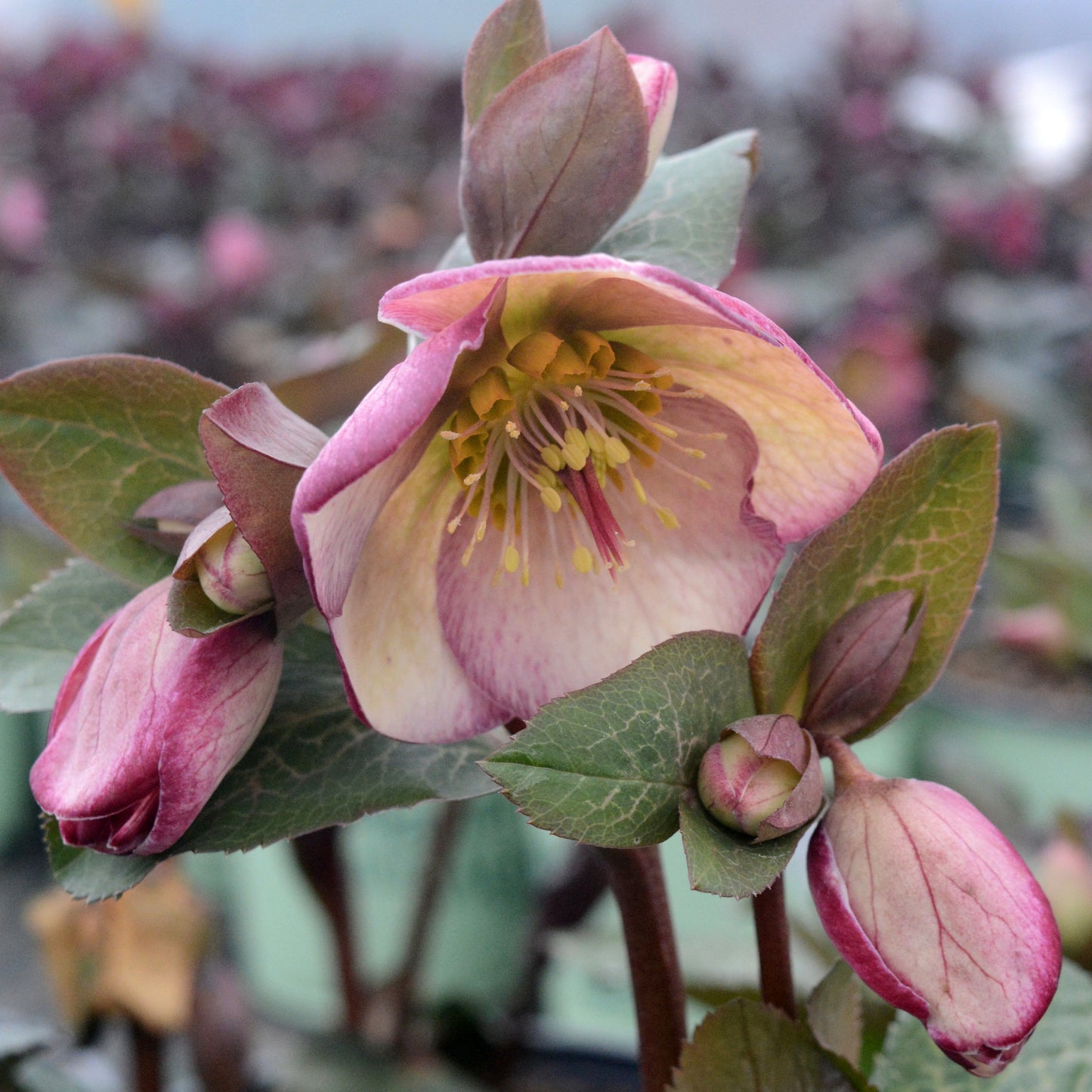 Helleborus Frostkiss® Glendas Gloss