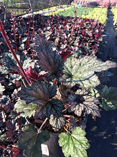 Heuchera Frosted Violet