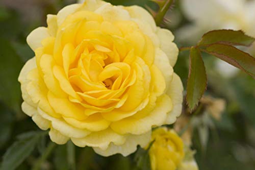 High Voltage Shrub Rose flower focus