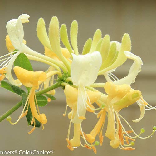 Honeysuckle vine trailing with buds and leaves