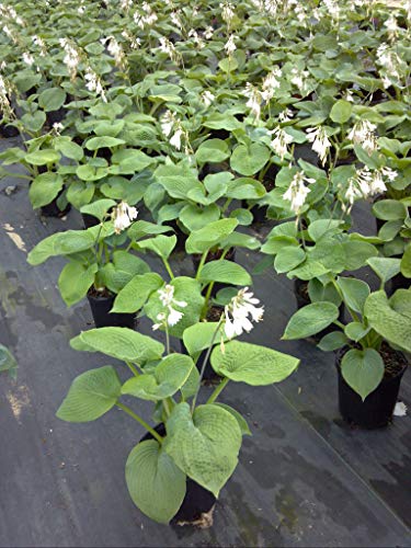 Hosta Big Daddy