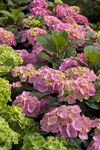 Hydrangea mac. Endless Summer® Bloomstruck®