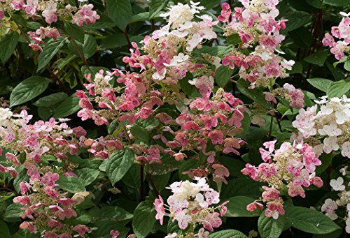 Hydrangea pan. Quick Fire®