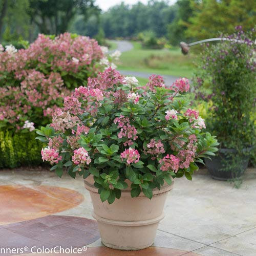 Hydrangea shrub showing foliage and blooms