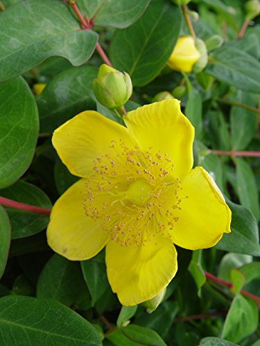 Hypericum patulum Hidcote