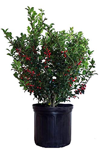Ilex X meserveae Berryific