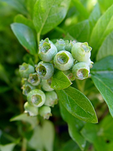 Jersey Blueberry with berries