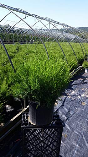 Juniperus chinensis Sea Green