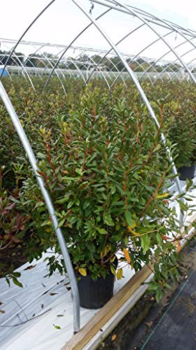 Landmark Rhododendron live plant in container showing full shrub