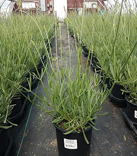 Lavandula x intermedia Sensational!™