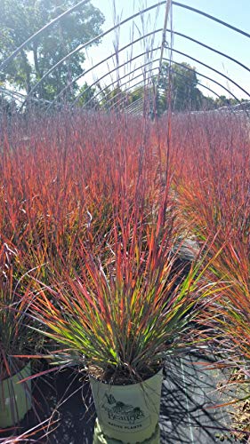 Little Bluestem grass with mixed seasonal hues of green, purple, and pink