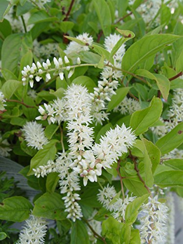 Little Henry Sweetspire compact mound form