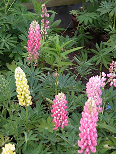 Lupinus Russell Hybrids Mix