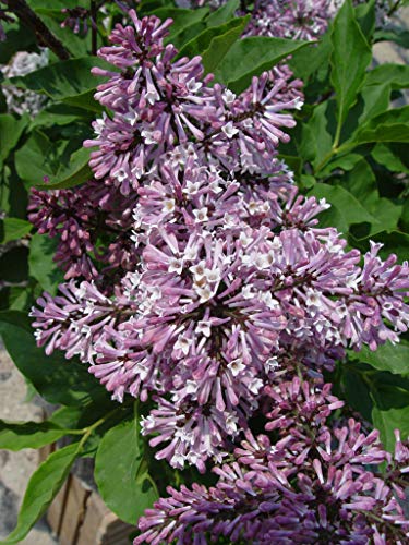 Miss Kim Lilac shrub close shot of branches and leaves