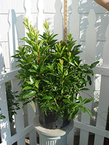 Nathan Hale Mountain Laurel in outdoor setting