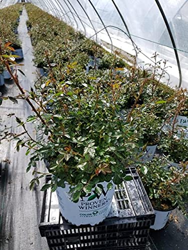 Oso Easy Hot Paprika® Landscape Rose in nursery