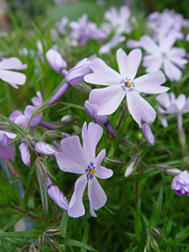 Phlox subulata Emerald Blue