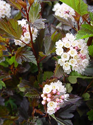 Physocarpus opulifolius Summer Wine®