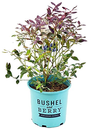 Pink Icing blueberry bush in branded pot