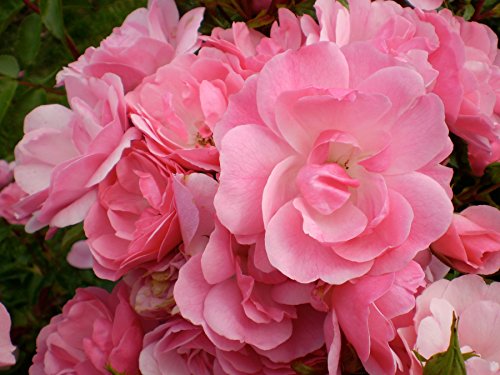 Pinktopia Rose flower petal close up