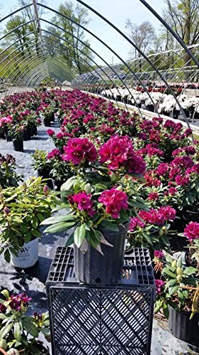 Polar Night Rhododendron flowering in nursery