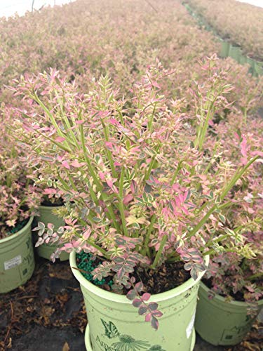 Polemonium reptans Stairway to Heaven showing overall plant form with dense variegated leaves and early spring bluish flowers.