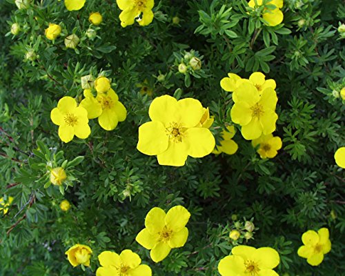 Potentilla fruticosa Goldfinger