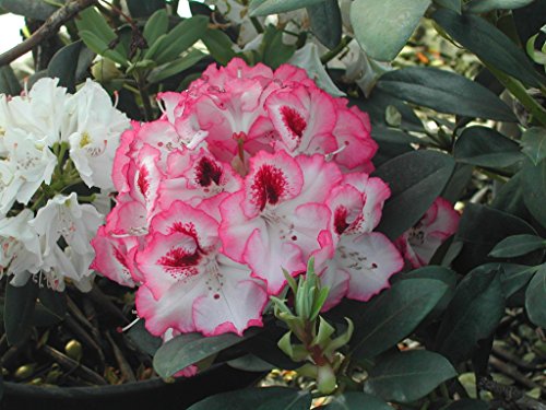 Rhododendron Cherry Cheesecake