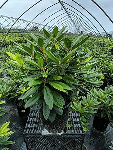 Rhodeodendron, Purple Passion Rhododendron