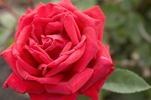 Rosa Easy Elegance® Como Park